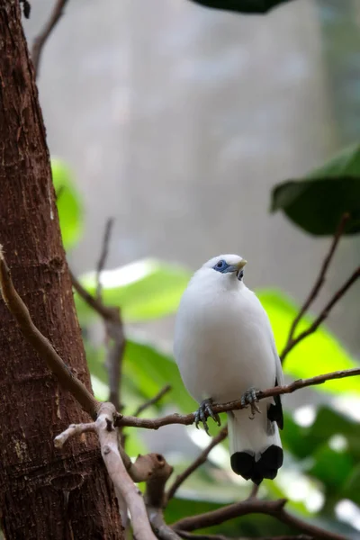Pássaro Branco Myna Com Pele Azul Torno Cada Olho Olha — Fotografia de Stock