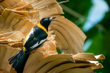 Gagasında bitki lifleri olan Venezuela Troupial (Icterus icterus) yukarı bakar