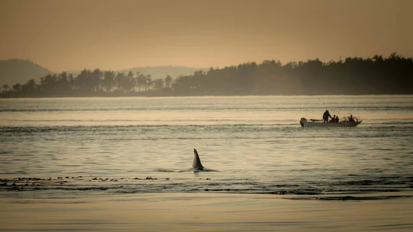 stock image Whale watching from a small boat at dusk