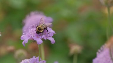 Arı yürüyor ve scabiosa çiçeğinden nektar topluyor