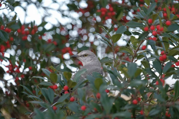 Northern Mockingbird in holly tree looking at viewer