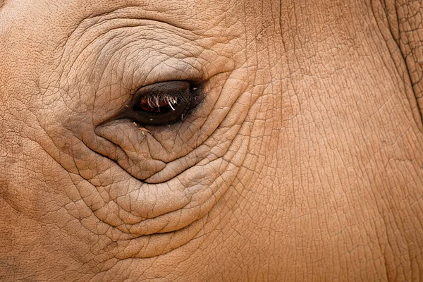Pele Grossa Olho Penetrante Rinoceronte — Fotografia de Stock