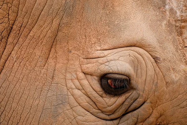 Dicke Haut Und Durchdringendes Auge Des Nashorns — Stockfoto
