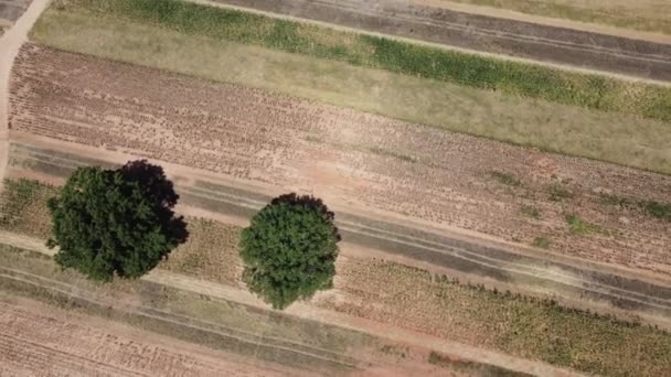 Hasat Edilen Tarladaki Ağaçların Üzerindeki Hava Görüntülerini Çeviriyorum — Stok video