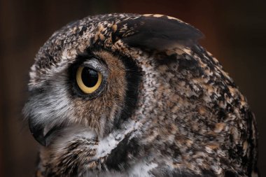 Büyük boynuzlu baykuş (Bubo virginianus) profilinde parlak sarı gözbebekleri ve niyet bakışlarıyla