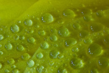 Sarı çiçek yapraklarının üzerindeki ışıl ışıl çiğ damlalarının yakın görüntüsü