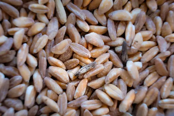 Ham farro yığınında kamufle edilmiş böcek.