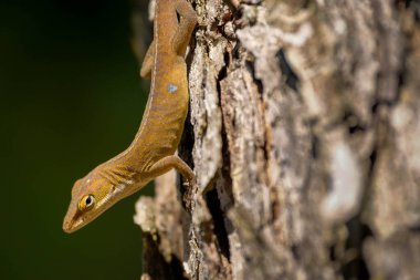 Küçük anole, ağaç gövdesine yaklaş ve ekrana bak.