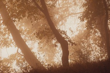 Sıcak tonlarla ormanda sisli bir yürüyüş