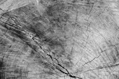 Ağaç gövdesinin keskin kenarı siyah beyaz.