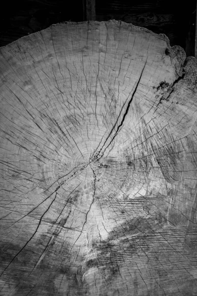 Cut edge of hardwood tree trunk in black and white