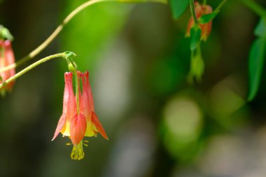 Kırmızı kolumba (aquilegia canadensis) güneş ışığında asılı duran çiçek