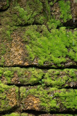 Islak tuğla duvar yosunla kaplı.
