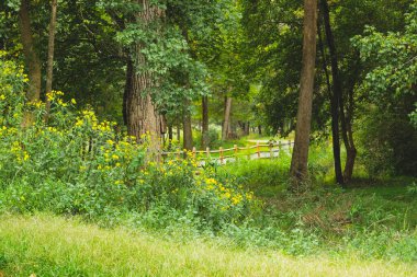 Yeşil ormandan geçen patika