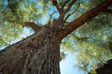 Towering cottonwood tree in Sedona Arizona clipart
