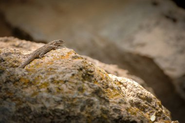 Kertenkele Sedona, Arizona yakınlarındaki yosun taşında güneşleniyor.