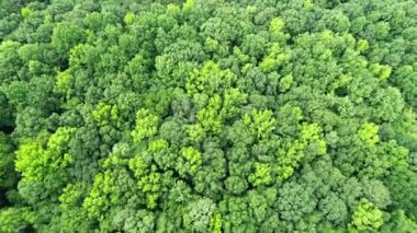 Parlak yeşil ağaç tepelerinin yukarıdan görünüşü