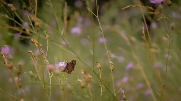 stock image Butterfly visits pink thistle wildflower in early summer