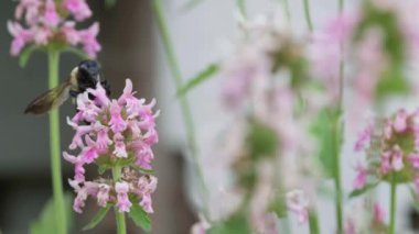 Yaban arısı pembe çiçeklerden nektar topluyor