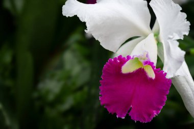 Tek beyaz ve mor orkide.