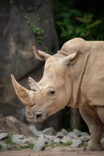 stock image Captive rhinocerous looks at camera