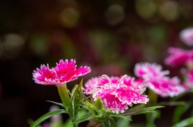 Canlı dianthus 'a çiy damlaları sınırlı odak ile kapanır