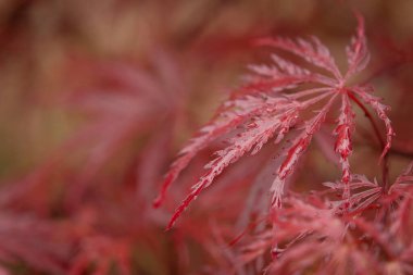 Su damlacıkları Japon akçaağaç yaprakları sığ odaklı