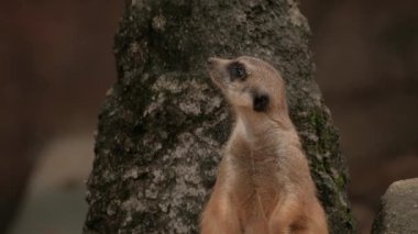 Çevredeki mirketleri alarma geçirin.