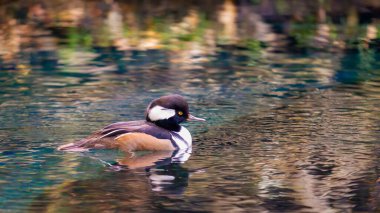 Kapüşonlu merganser rengarenk yansımalı hafif dalgalı sularda