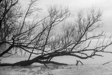 Buz gibi soğuk su ve siyah beyaz çıplak ağaç.