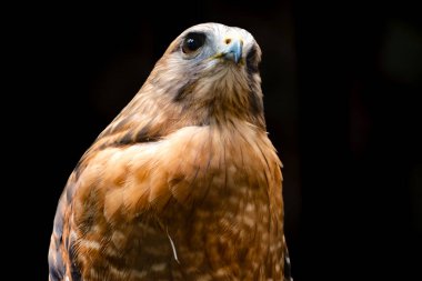 Kırmızı omuzlu şahinin yakın portresi (Buteo lineatus)