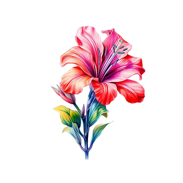 Красива Рожева Квітка Лілії Ізольована Білому Тлі Ботанічна Ілюстрація Ліцензійні Стокові Фото