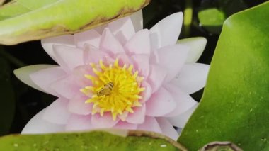 Pembe bir nilüferde nektar toplayan bir arı. Parktaki gölet. 4k video