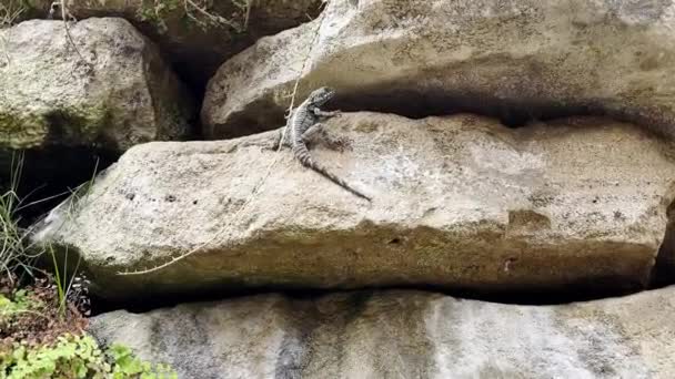 Italienische Mauereidechse Podarcis Siculus Schönes Männchen Mit Gestreiftem Farbmuster Das — Stockvideo