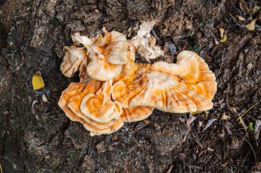 Ahşap kütüğün üzerinde sarı orman mantarı. Ormanda sonbahar. fotoğraf üst görünümü
