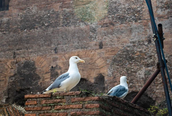 Two Seagulls Ruins Ancient Red Brick Walls Outdoors Close — Stock Photo, Image