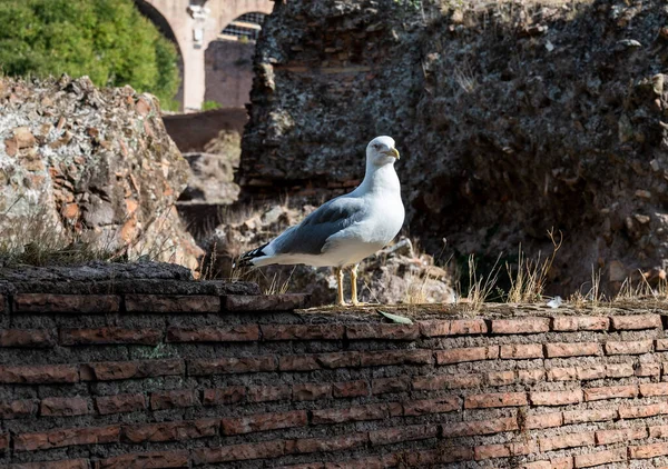 Seagull Sits Ruins Ancient Red Brick Walls Outdoors Close — Stock Photo, Image