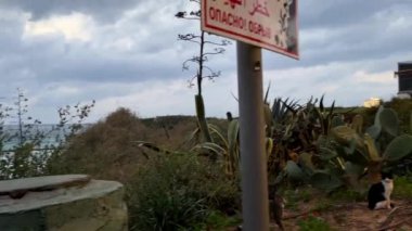 İsrail 'in Netanya kentindeki bir eğlence parkında sokak kedileri. Yüksek kalite 4k görüntü