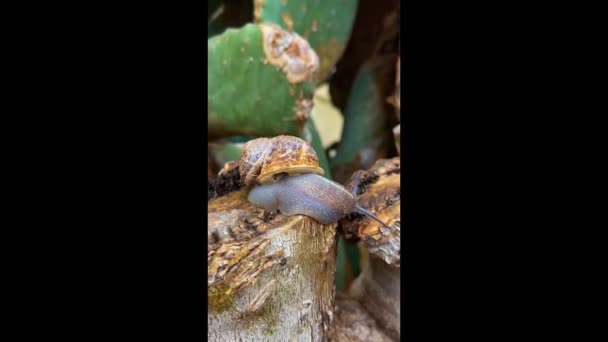 一只大蜗牛沿着一个巨大仙人掌的树干爬行 后续行动 — 图库视频影像