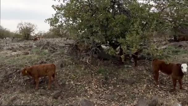 以色列Megido山上的奶牛 快乐的奶牛在草地上吃草 乡村风景 喂饱了 整整齐齐的奶牛和小牛 视频是从车窗拍摄的 — 图库视频影像