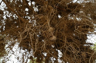 Ormandaki çam ağaçlarındaki büyük koniler. Yakın plan. Güney İsrail 'deki Yeruham Parkı