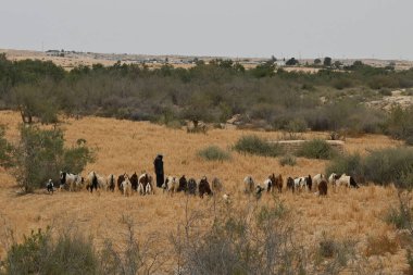 İsrail, Negev çölü, Bedevi çobanı ve koyun sürüsü. Yüksek çözünürlük