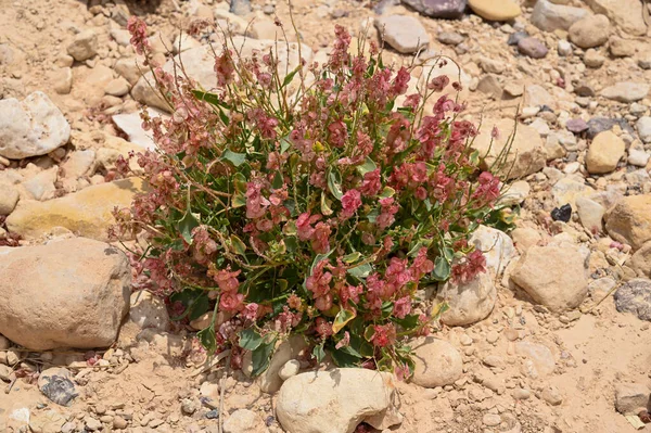 在以色列的内盖夫沙漠中 长满了粉红色花朵的孤零零的灌木丛 后续行动 — 图库照片
