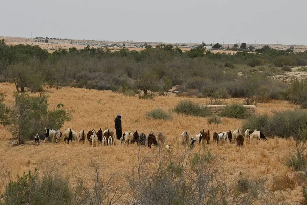 Israel Desierto Néguev Pastor Beduino Rebaño Ovejas Alta Resolución — Foto de Stock