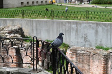 Bulgaristan 'ın Sofya kentinde, antik tuğla duvarların arkasındaki çitteki güvercin. Yakın plan..