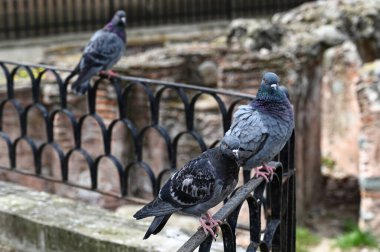 Bulgaristan 'ın Sofya kentinde, antik tuğla duvarların arkasındaki çitteki güvercin. Yakın plan..