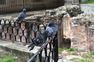 Bulgaristan 'ın Sofya kentinde, antik tuğla duvarların arkasındaki çitteki güvercin. Yakın plan..