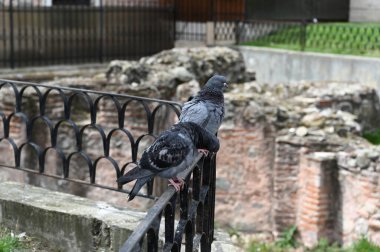 Bulgaristan 'ın Sofya kentinde, antik tuğla duvarların arkasındaki çitteki güvercin. Yakın plan..