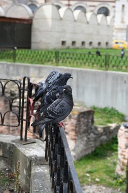 Bulgaristan 'ın Sofya kentinde, antik tuğla duvarların arkasındaki çitteki güvercin. Yakın plan..