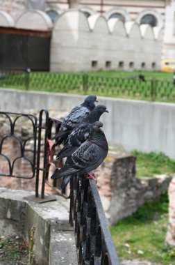 Bulgaristan 'ın Sofya kentinde, antik tuğla duvarların arkasındaki çitteki güvercin. Yakın plan..